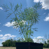 Almanac Planting Co: Anethum graveolens 'Dukat' plant with tall stems and delicate yellow-green flower umbels
