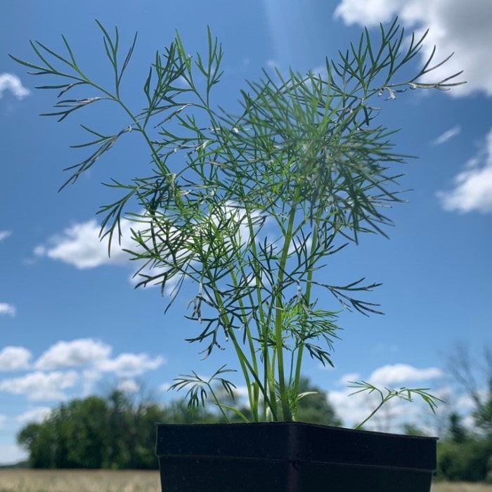 Almanac Planting Co: Anethum graveolens 'Dukat' plant with tall stems and delicate yellow-green flower umbels