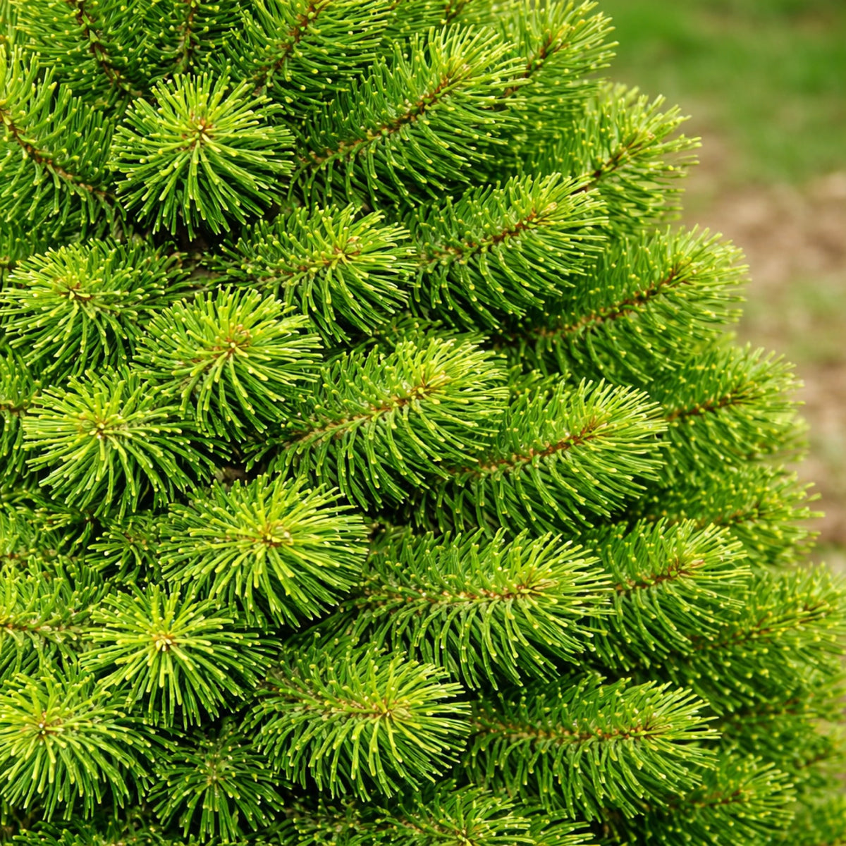 Almanac Planting Co: Close-up of Dwarf Alberta Spruce foliage showing dense bright green needles on Picea glauca 'Conica'