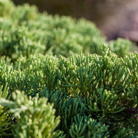 Almanac Planting Co: Dwarf Hinoki Cypress ‘Nana Gracilis’ — fine textured evergreen foliage with sculpted, shell-like sprays