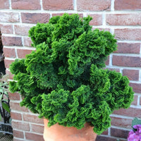 Almanac Planting Co: Dwarf Hinoki Cypress ‘Nana Gracilis’ — slow-growing conifer with glossy deep green fan-shaped sprays