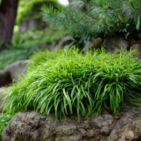 Almanac Planting Co: Dwarf Mondo Grass ‘Nana’ forming a lush, low evergreen mat along a shaded rock border.