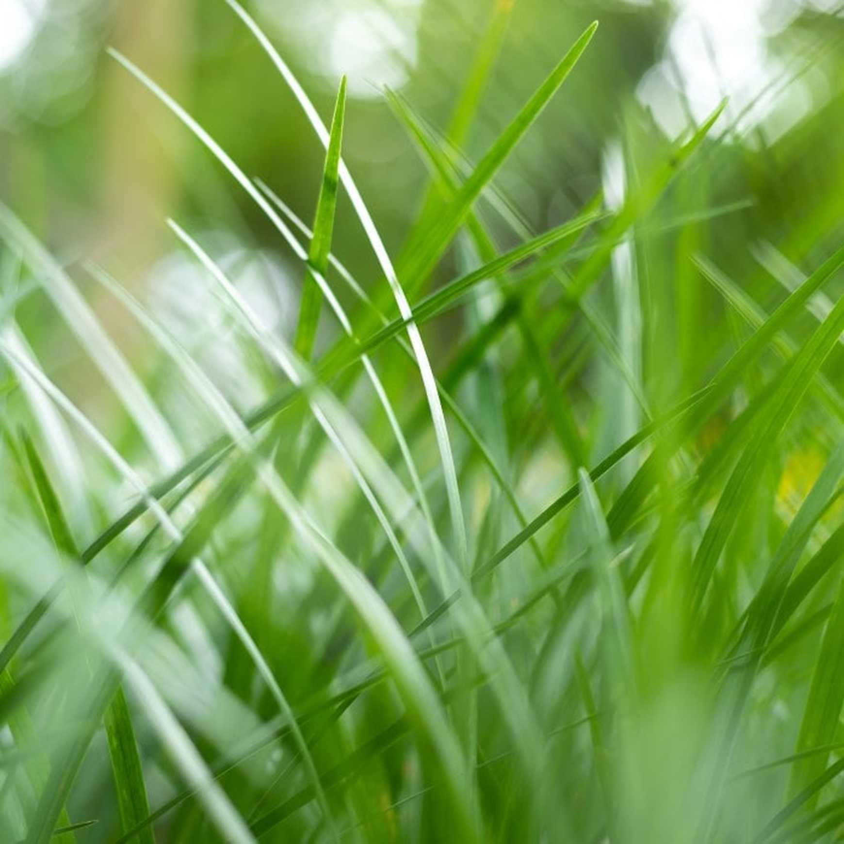 Almanac Planting Co: Close-up of Dwarf Mondo Grass foliage showing vibrant green, fine-textured leaves.