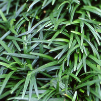 Almanac Planting Co: Detailed view of compact Dwarf Mondo Grass ‘Nana’ foliage forming dense evergreen tufts.