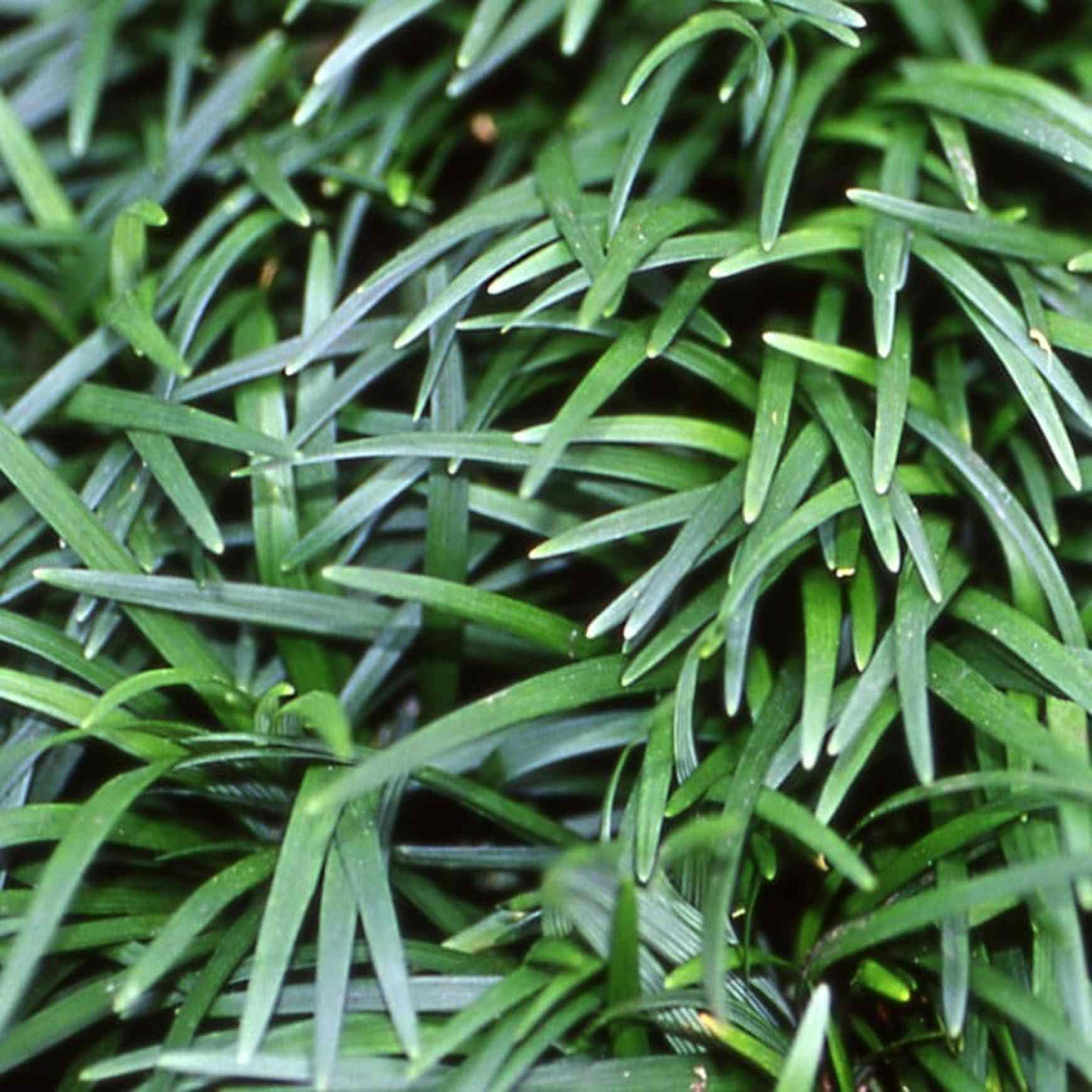 Almanac Planting Co: Detailed view of compact Dwarf Mondo Grass ‘Nana’ foliage forming dense evergreen tufts.