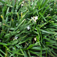 Almanac Planting Co: Dwarf Mondo Grass ‘Nana’ with delicate pale lavender-white flowers emerging among glossy green leaves.