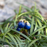 Almanac Planting Co: Dwarf Mondo Grass ‘Nana’ with glossy green leaves and ornamental blue-black berries.