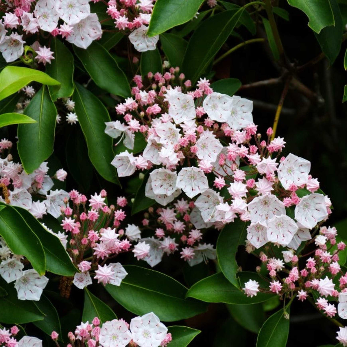 Almanac Planting Co: A full shrub view of Kalmia latifolia 'Elf' in bloom, displaying compact clusters of pale pink flower buds opening into soft white blooms with deep maroon markings. This dwarf mountain laurel is ideal for foundation plantings, woodland borders, or shaded landscape beds.