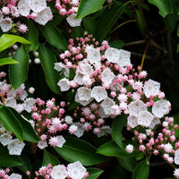 Almanac Planting Co: A full shrub view of Kalmia latifolia 'Elf' in bloom, displaying compact clusters of pale pink flower buds opening into soft white blooms with deep maroon markings. This dwarf mountain laurel is ideal for foundation plantings, woodland borders, or shaded landscape beds.