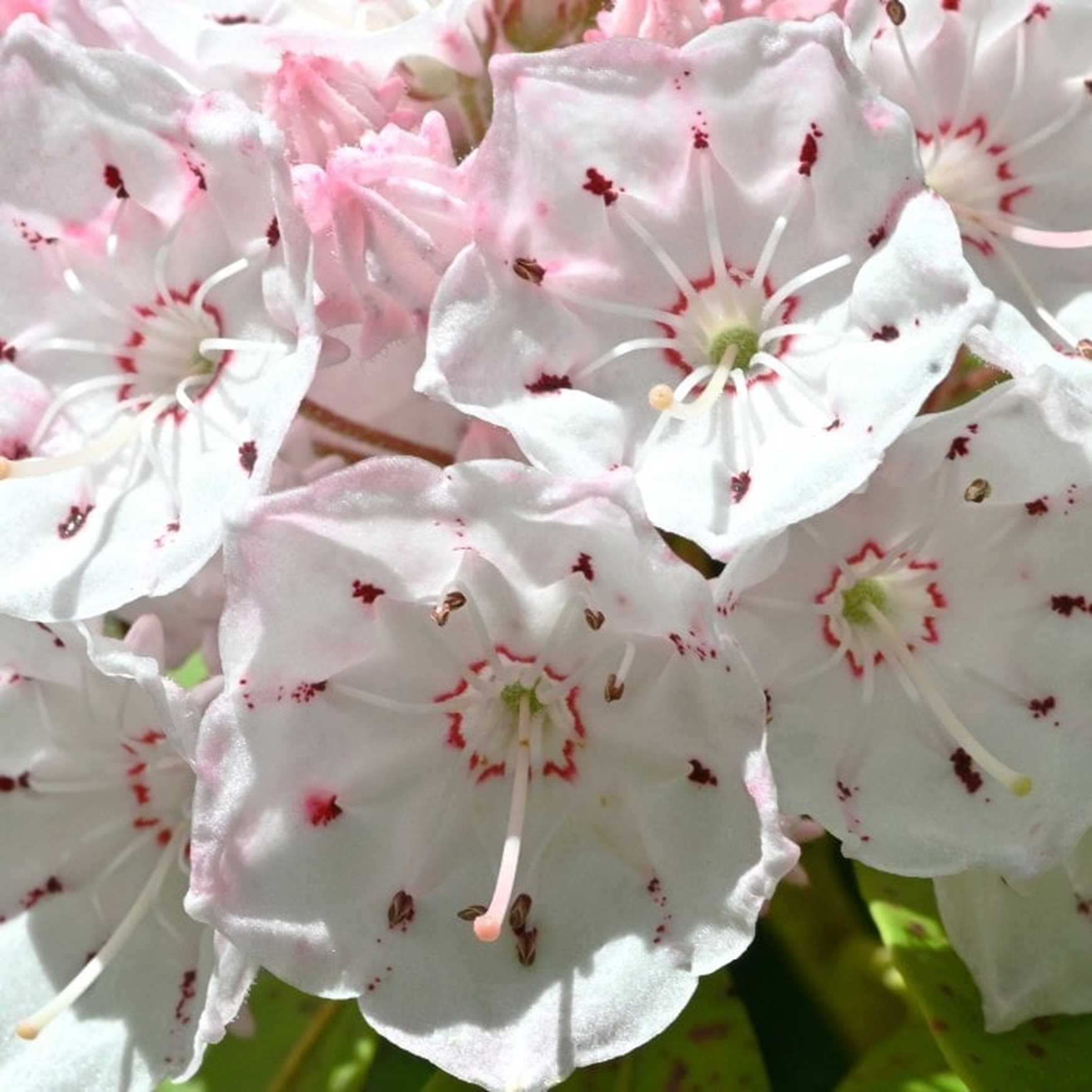 Almanac Planting Co: Close-up of the delicate flowers of Elf Mountain Laurel, featuring creamy white petals with striking burgundy speckles. Perfect for showcasing the ornamental beauty and compact nature of this native evergreen shrub in your garden or landscape.