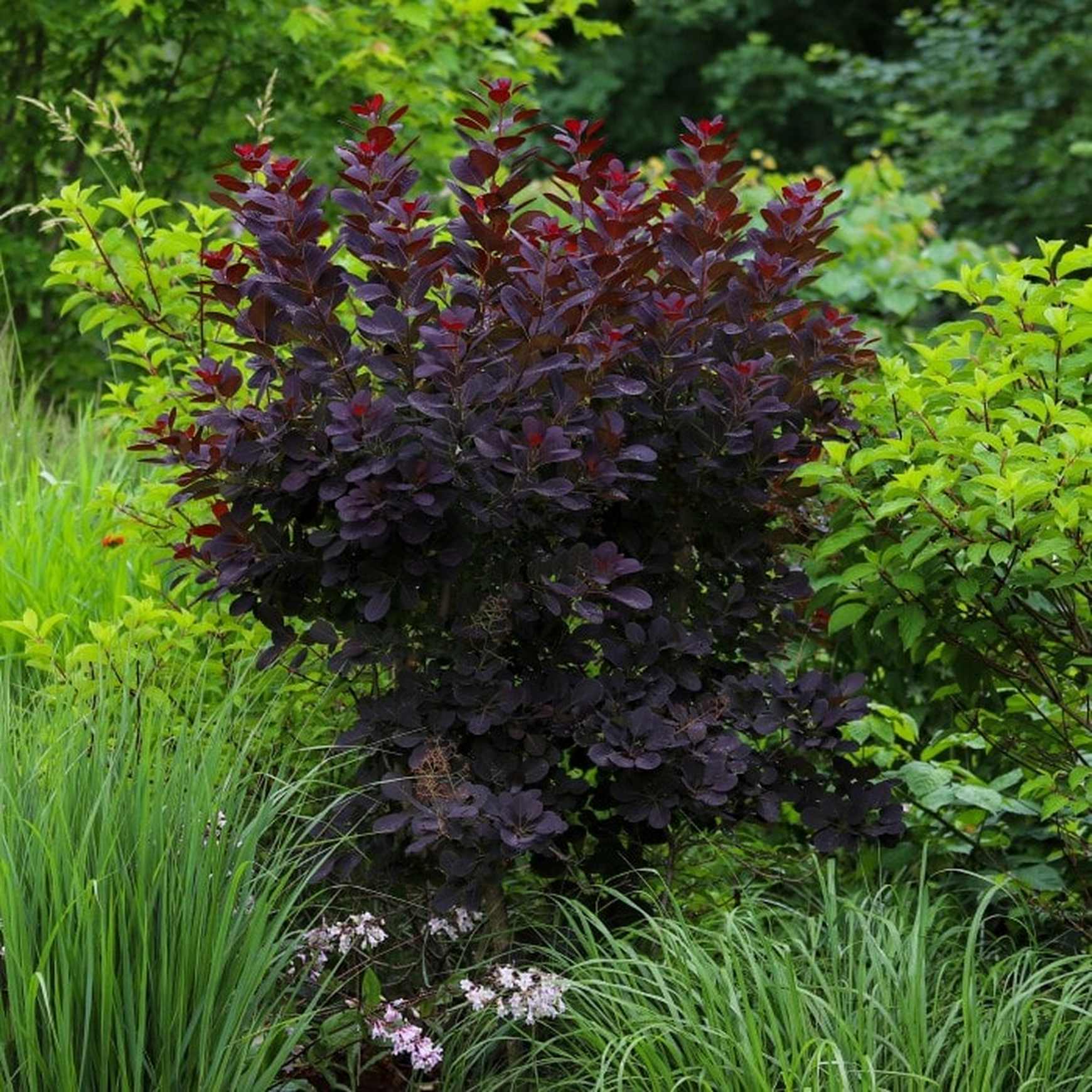 Almanac Planting Co: A bold statement in a compact form—Velveteeny™ Dwarf Purple Smokebush adds rich, velvety burgundy foliage to sunny borders and modern landscapes. This small, deciduous shrub delivers high impact with minimal space.