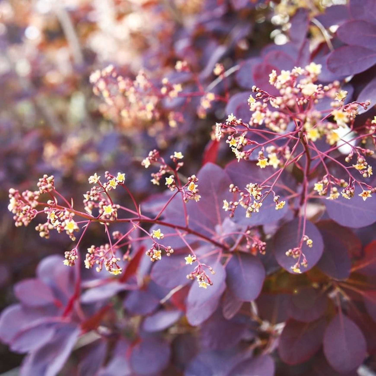 Almanac Planting Co: Catch a glimpse of the airy, pink plumes that give Smokebush its name. Velveteeny™ stuns in summer with its smoky, cloud-like blooms that contrast beautifully against deep purple leaves.
