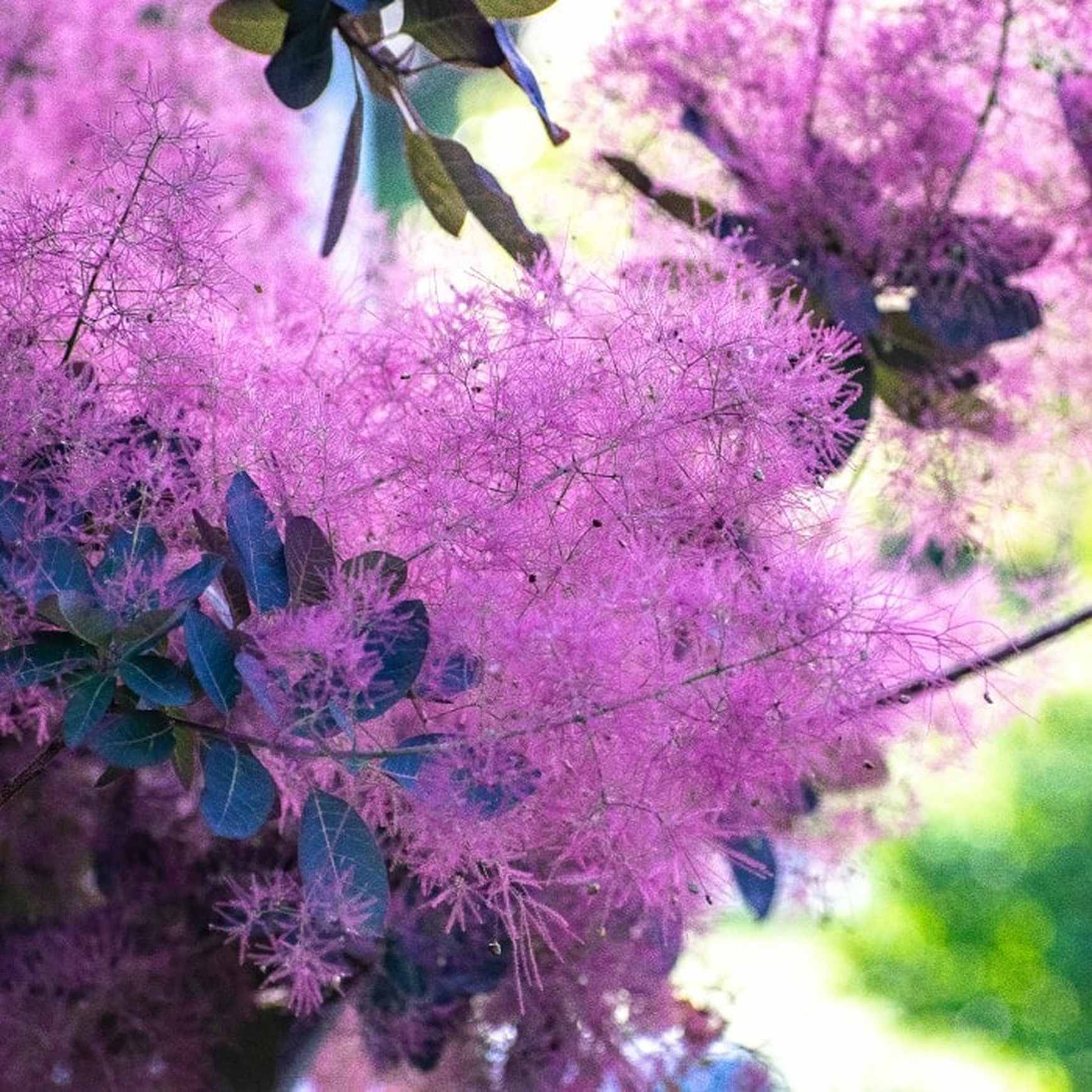 Almanac Planting Co: Zoom in on the soft, luminous haze of the Velveteeny™ Dwarf Smokebush’s flower clusters—perfect for gardeners seeking unique texture, drought tolerance, and season-long color.