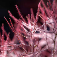 Almanac Planting Co: Bright morning light reveals the fine detail of Velveteeny™'s smoky bloom structure. This Cotinus is a top pick for year-round interest and vibrant garden structure.