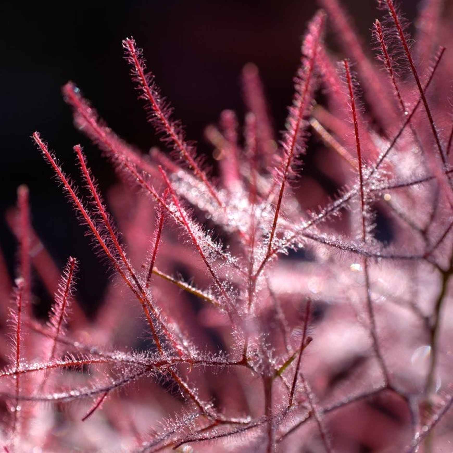 Almanac Planting Co: Bright morning light reveals the fine detail of Velveteeny™'s smoky bloom structure. This Cotinus is a top pick for year-round interest and vibrant garden structure.
