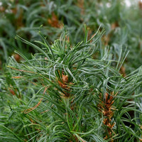 Almanac Planting Co: Branch detail of ‘Tiny Kurls’ White Pine highlighting fine needle texture and compact growth habit.