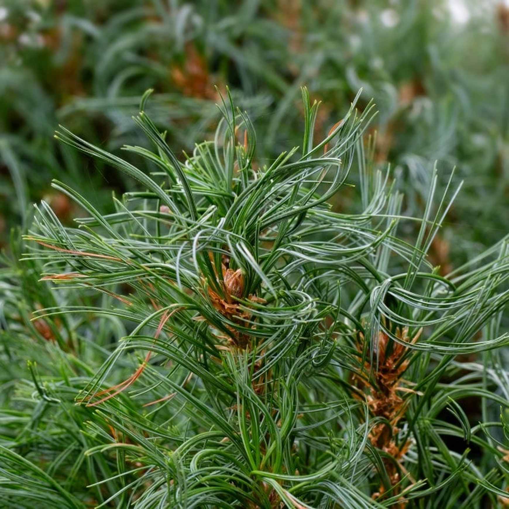 Almanac Planting Co: Branch detail of ‘Tiny Kurls’ White Pine highlighting fine needle texture and compact growth habit.