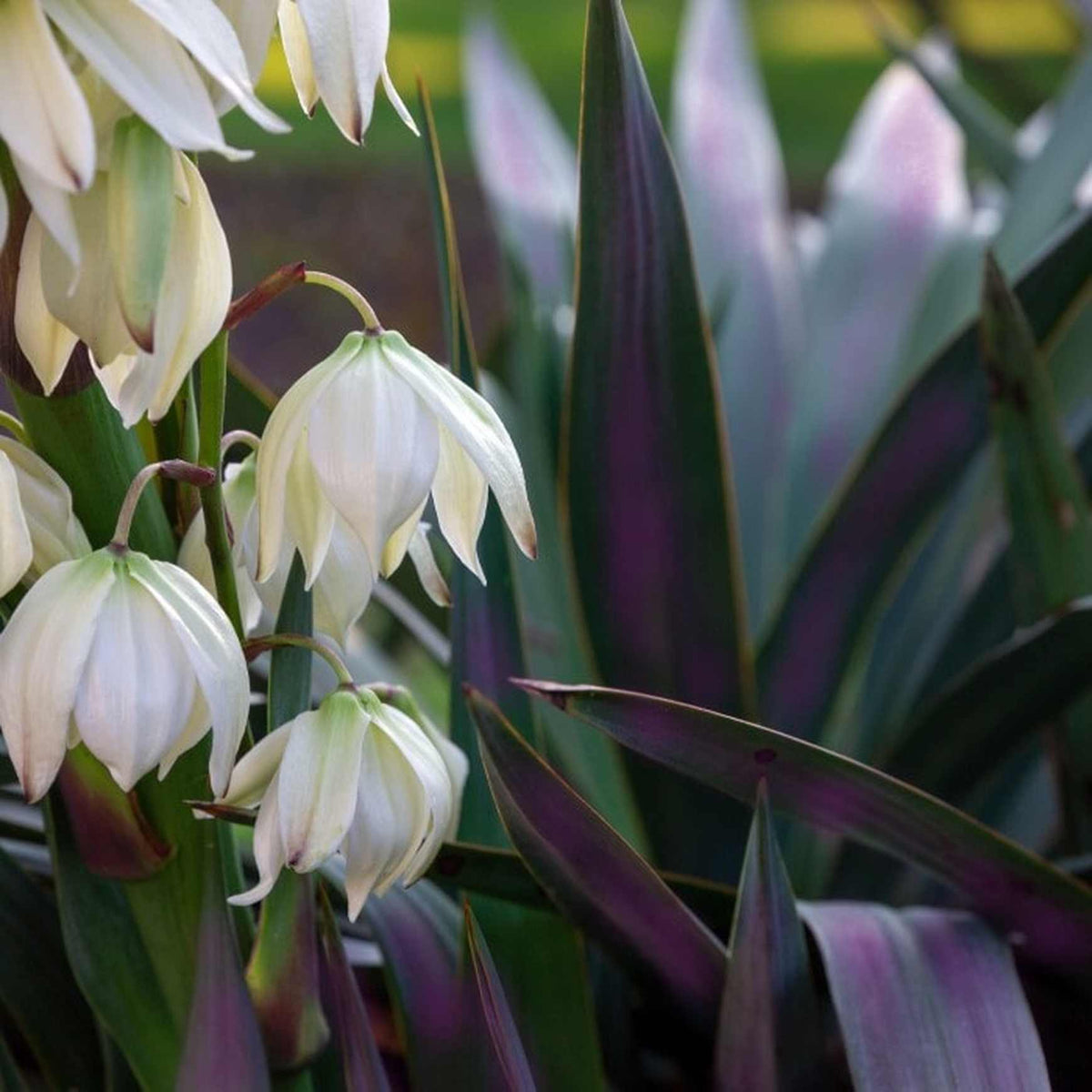 Almanac Planting Co Dwarf Yucca 'Magenta Magic' (Yucca aloifolia 'Magenta Magic'). White flowers next to purplish foliage. 