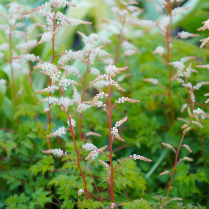 Almanac Planting Co: The Dwarf Goat's Beard (Aruncus aethusifolius) is captured in natural light, highlighting the plant's intricate white flowers and lush foliage. Ideal for illustrating content on sustainable gardening, pollinator-friendly plants, and naturalistic garden design.