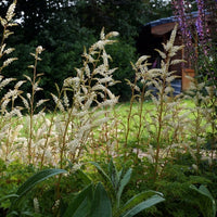 Almanac Planting Co: An intricate display of Dwarf Goat's Beard (Aruncus aethusifolius) blooms, focusing on the dense clusters of white flowers. This image serves as an excellent visual for articles on biodiversity, wildlife gardens, and low-maintenance perennials for eco-friendly gardening.