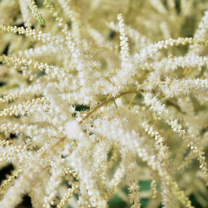 Almanac Planting Co: A close-up view of the delicate, feathery plumes of the Dwarf Goat's Beard (Aruncus aethusifolius), showcasing its soft white blossoms and red-tinted stems amidst a vibrant green garden setting. This image emphasizes organic gardening, perennial plants, and shade-loving species for ecological landscaping.