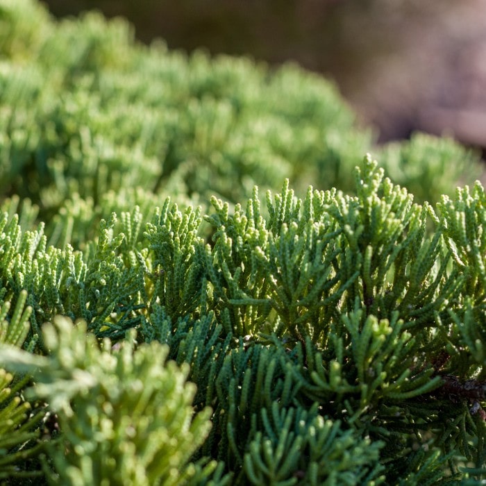 Almanac Planting Co: Dwarf Hinoki Cypress ‘Nana Gracilis’ — fine textured evergreen foliage with sculpted, shell-like sprays