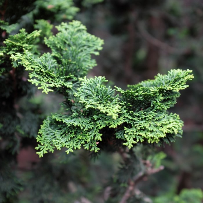 Almanac Planting Co: Dwarf Hinoki Cypress ‘Nana Gracilis’ — elegant pyramidal shape and naturally tiered structure