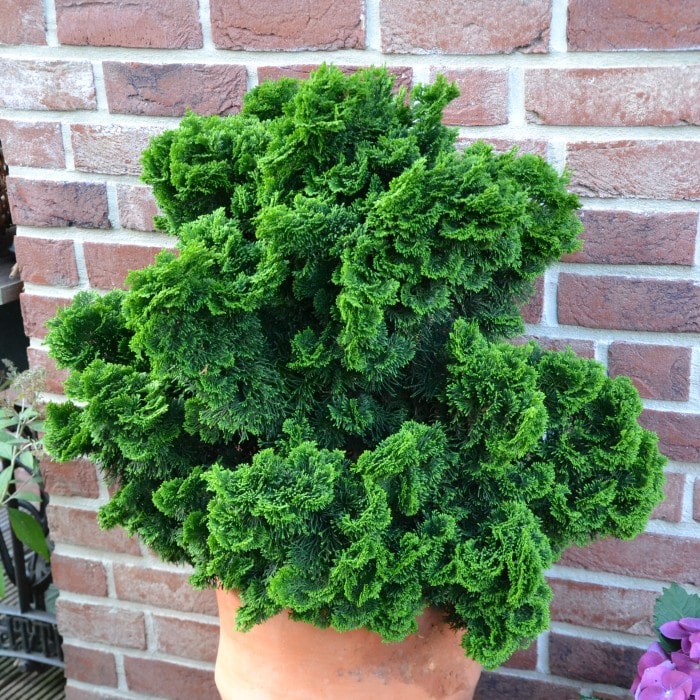 Almanac Planting Co: Dwarf Hinoki Cypress ‘Nana Gracilis’ — slow-growing conifer with glossy deep green fan-shaped sprays