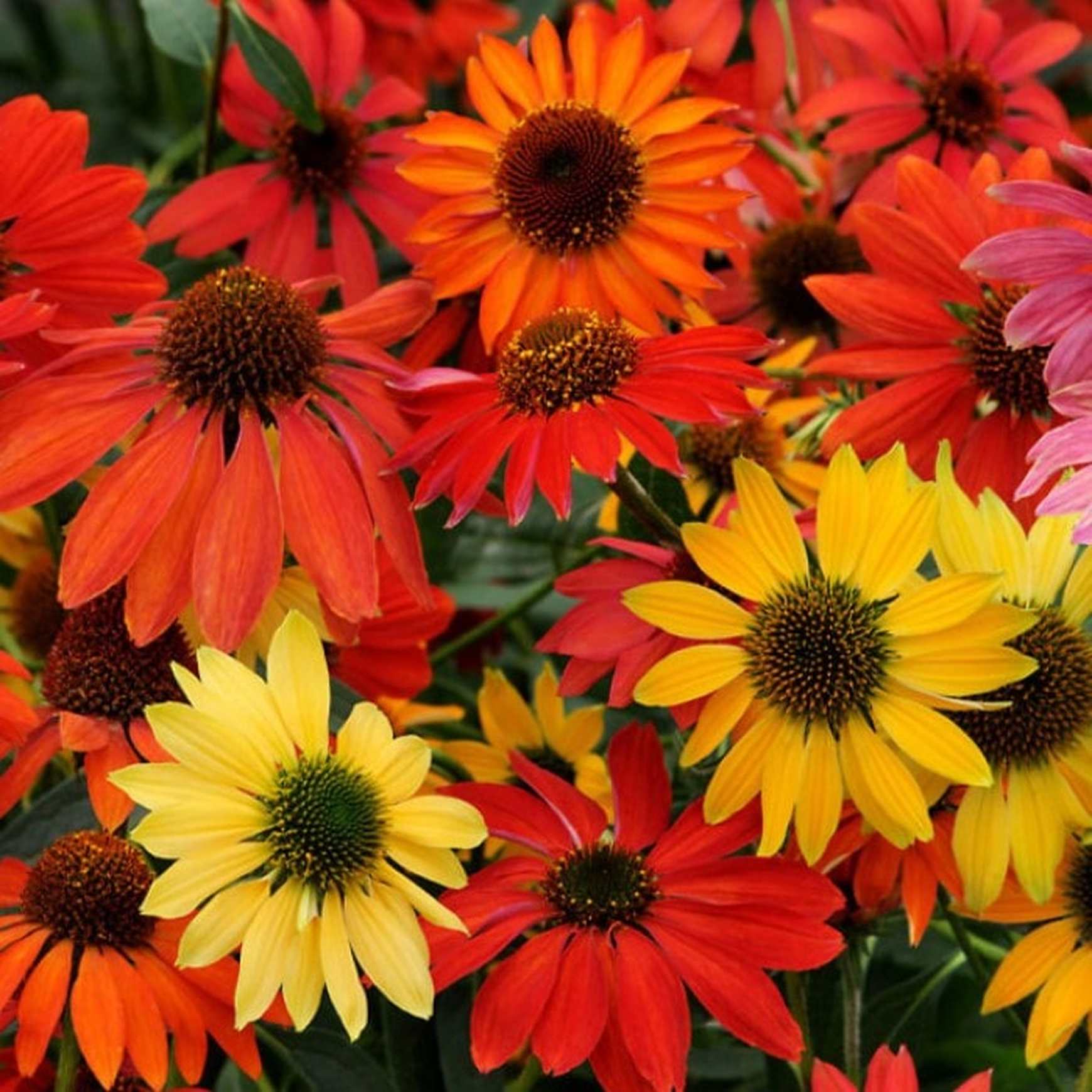 Almanac Planting Co: Echinacea 'Cheyenne Spirit' coneflowers in vibrant red, orange, and yellow blooms
