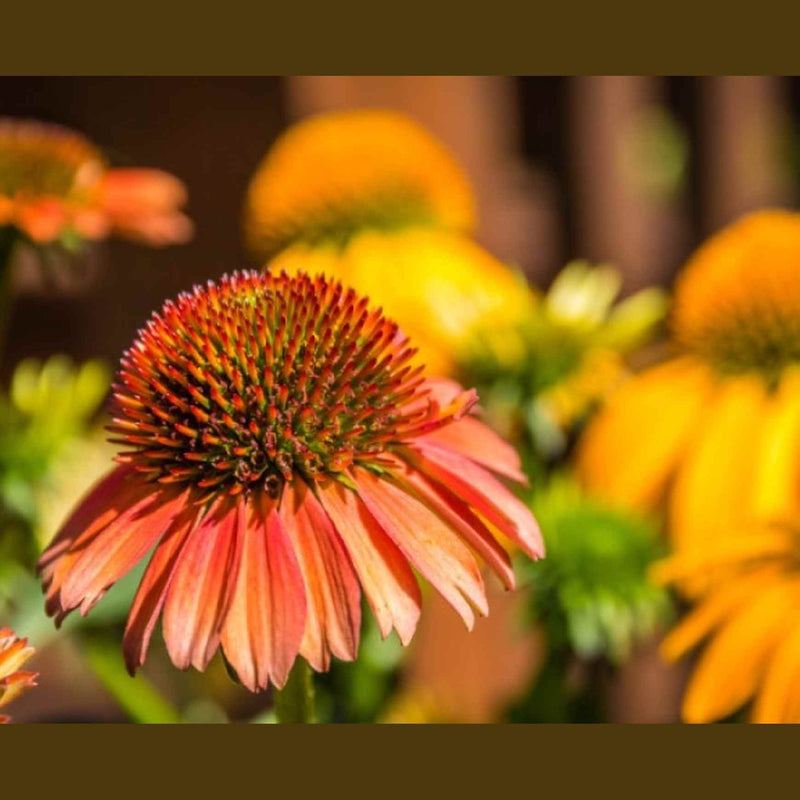 Echinacea 'Cheyenne Spirit'