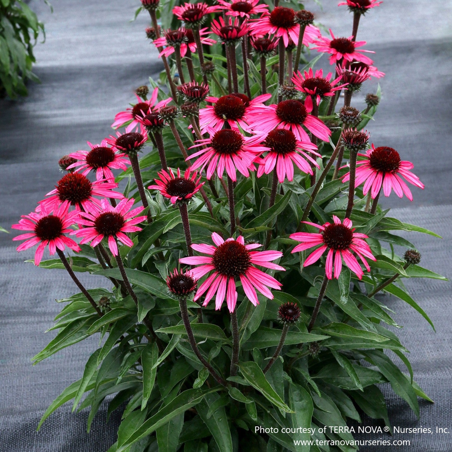 Almanac Planting Co: Wicked Echinacea – rich wine-red petals surrounding a near-black cone on sturdy upright stems
