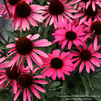 Almanac Planting Co: Echinacea DARK SHADOWS ‘Wicked’ – bold ruby-red coneflowers with dark centers in full summer bloom