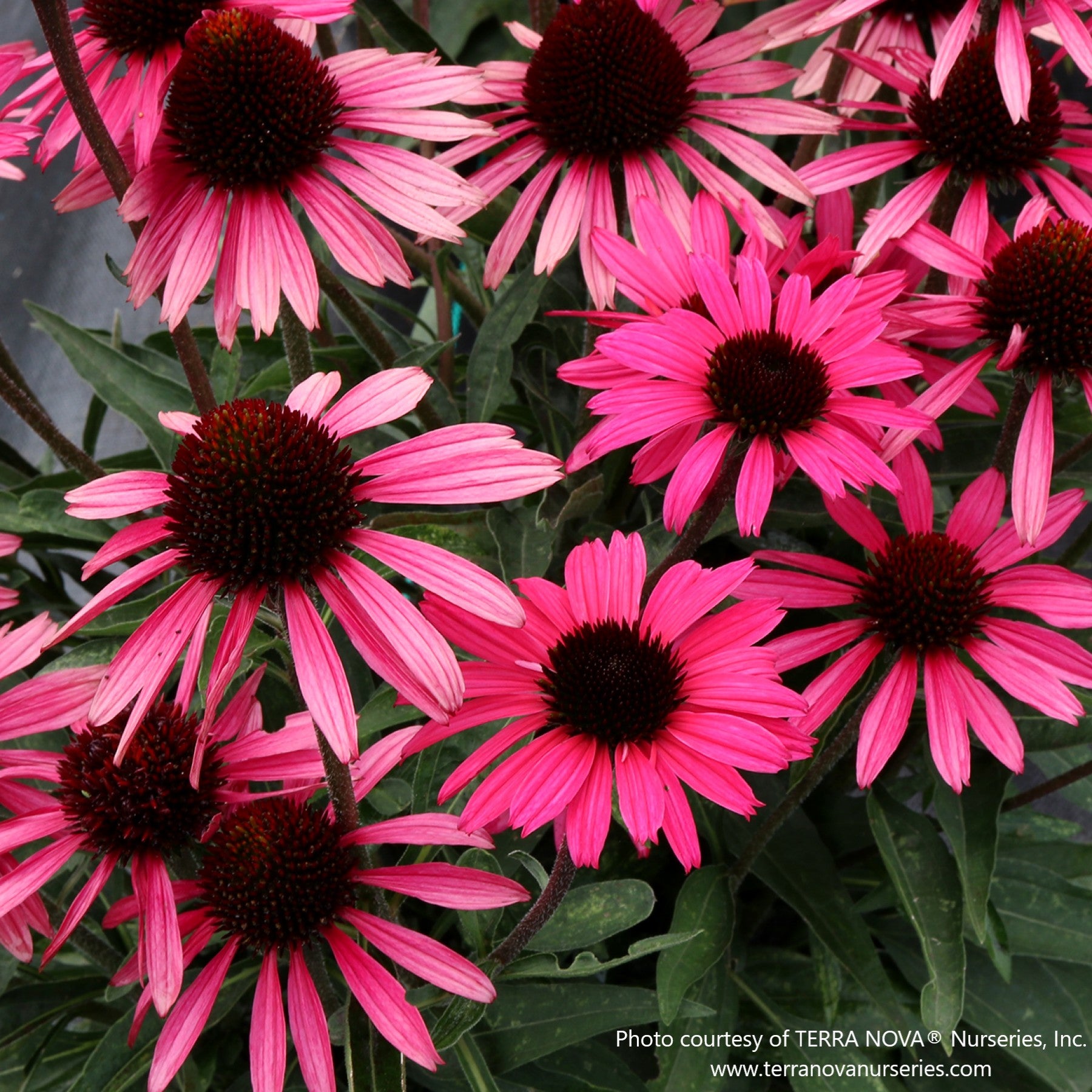 Almanac Planting Co: Echinacea DARK SHADOWS ‘Wicked’ – bold ruby-red coneflowers with dark centers in full summer bloom