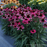 Almanac Planting Co: Dark Shadows Wicked Coneflower – saturated deep-red blooms creating dramatic garden impact