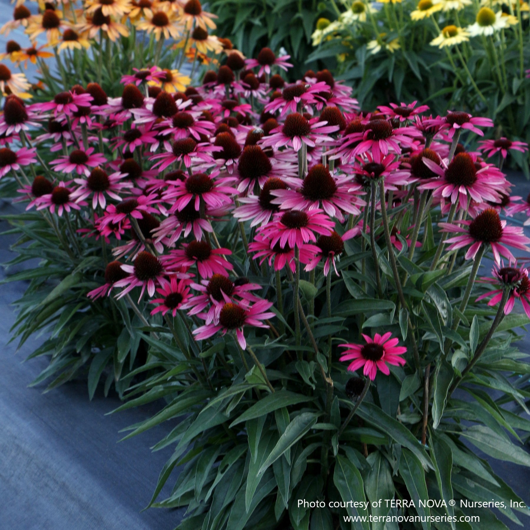 Almanac Planting Co: Dark Shadows Wicked Coneflower – saturated deep-red blooms creating dramatic garden impact