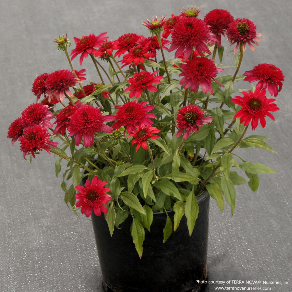 Almanac Planting Co: Compact Echinacea ‘Delightful Sangria’ with double wine-red blooms