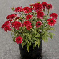 Almanac Planting Co: Compact Echinacea ‘Delightful Sangria’ with double wine-red blooms