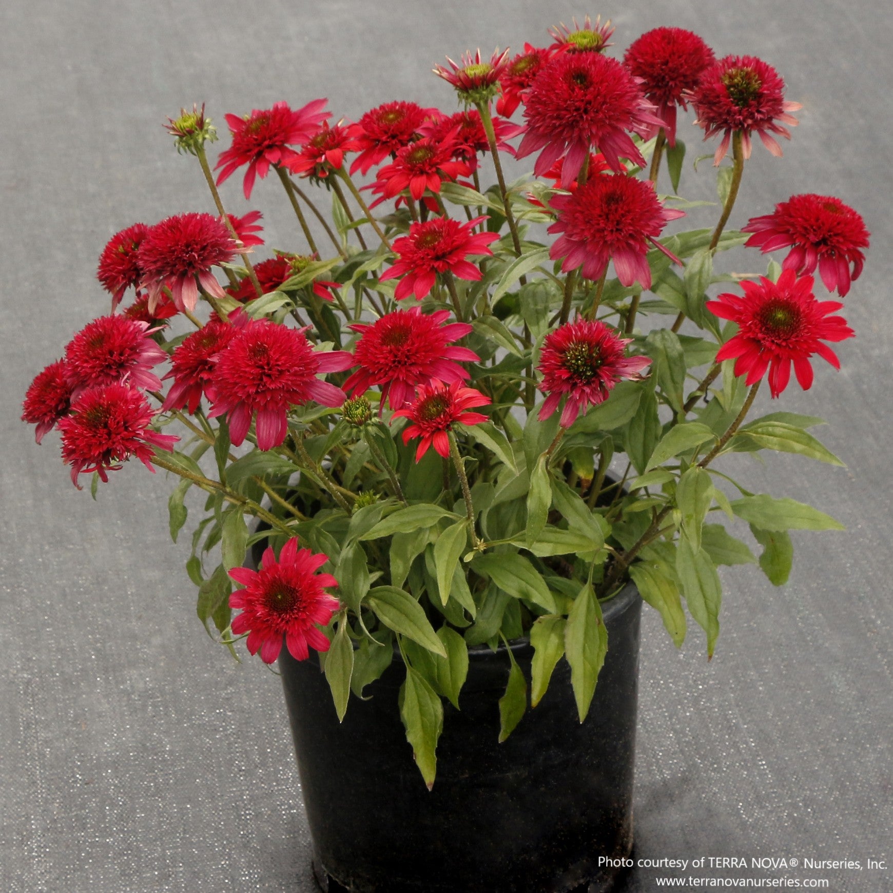 Almanac Planting Co: Compact Echinacea ‘Delightful Sangria’ with double wine-red blooms