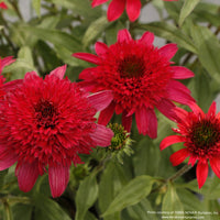 Almanac Planting Co: Detail of double coneflower ‘Delightful Sangria’ with dark central cone