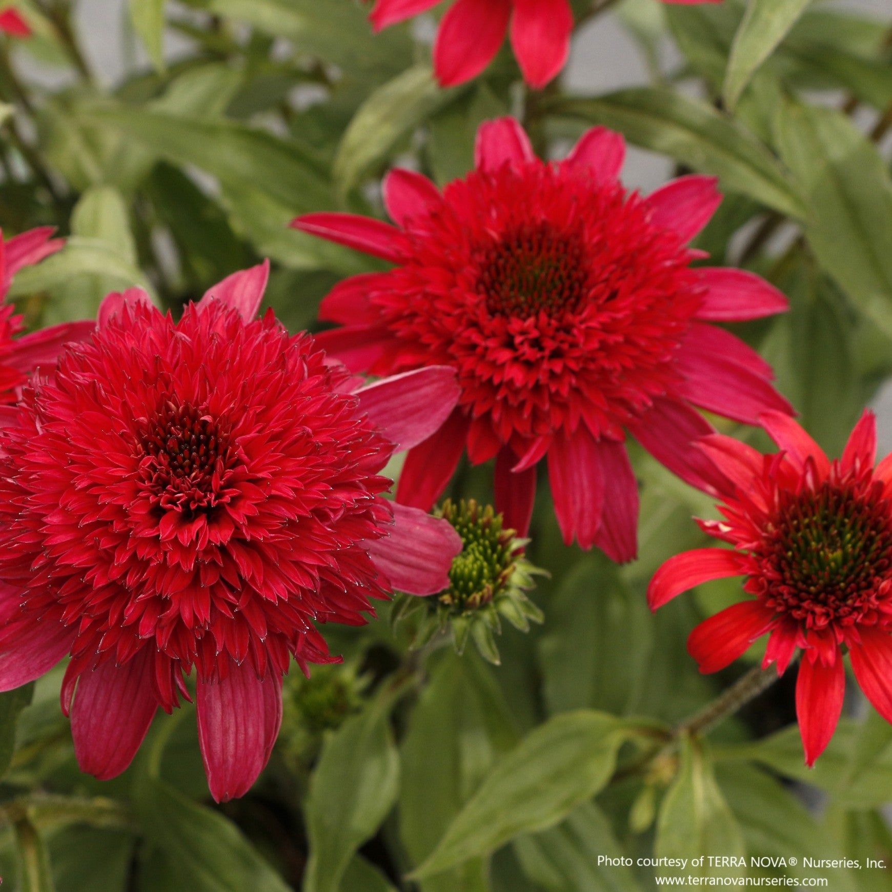 Almanac Planting Co: Detail of double coneflower ‘Delightful Sangria’ with dark central cone