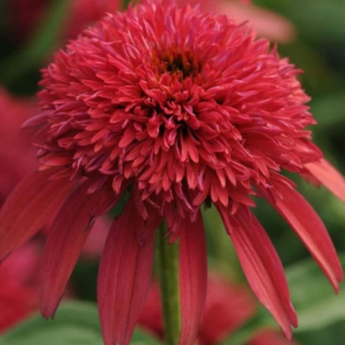 Almanac Planting Co Echinacea 'Double Scoop™ Cranberry' Close-Up Image of a Bloom