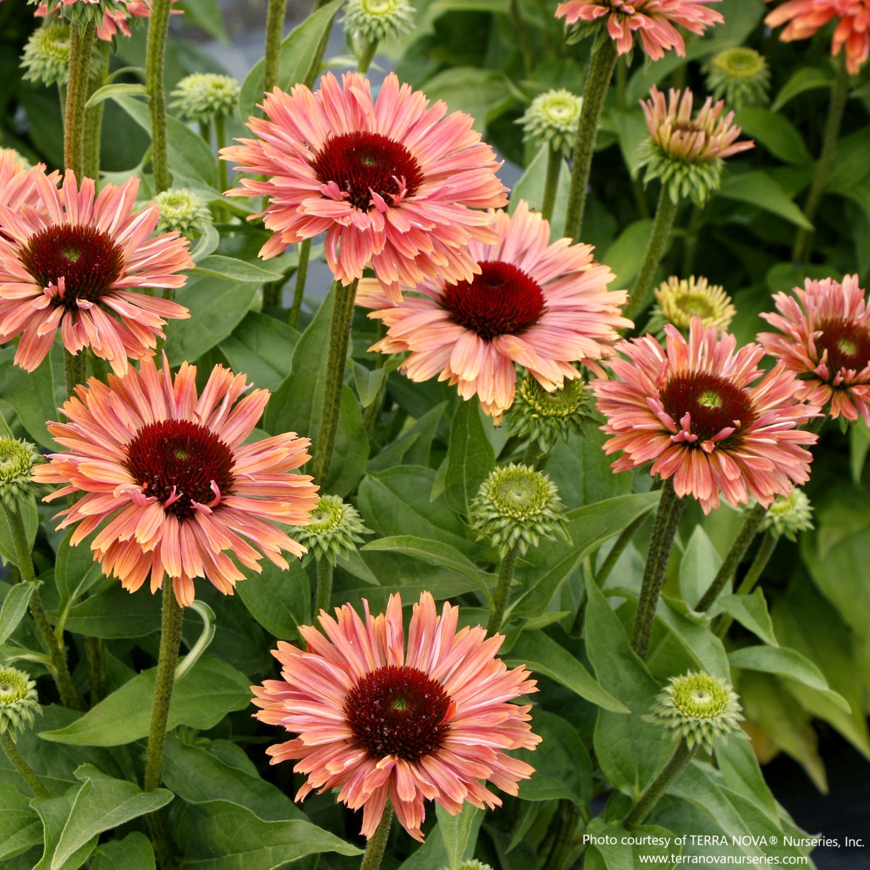 Almanac Planting Co: Echinacea FRESCO™ ‘Apricot’ coneflower in bloom, featuring warm apricot petals and dark central cones in a sunny garden setting.
