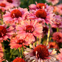 Almanac Planting Co: Close-up of FRESCO™ ‘Apricot’ coneflower blooms, showing soft apricot and peach tones with strong upright stems.