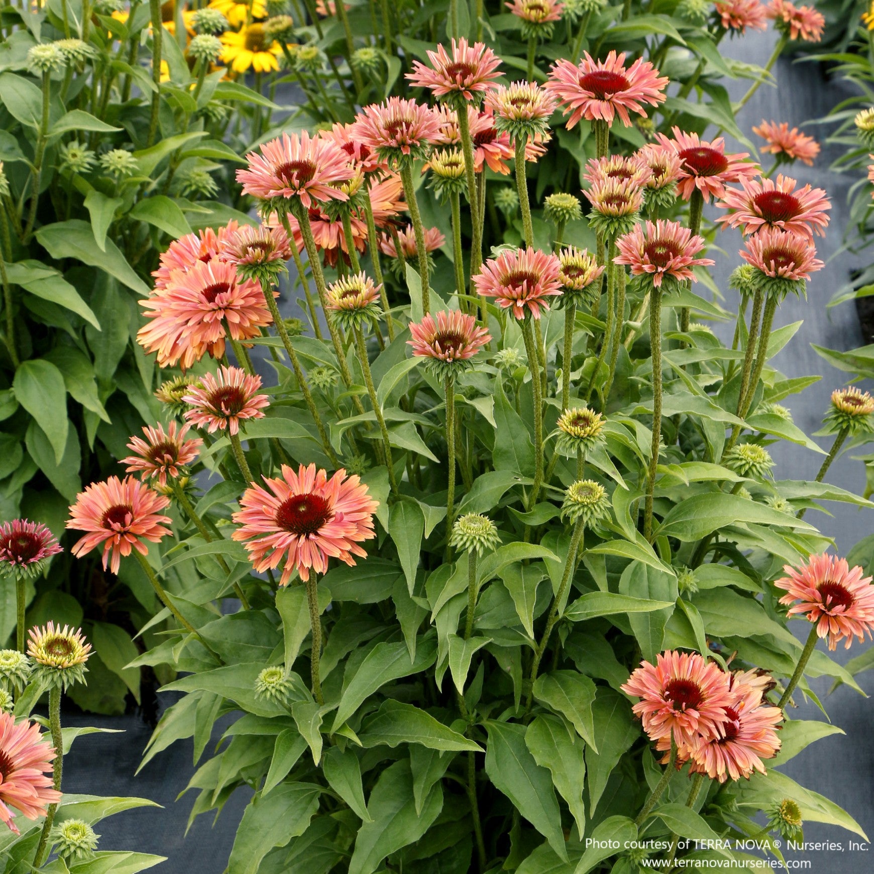 Almanac Planting Co: FRESCO™ ‘Apricot’ echinacea growing in a garden bed, displaying an upright habit and abundant summer flowers.