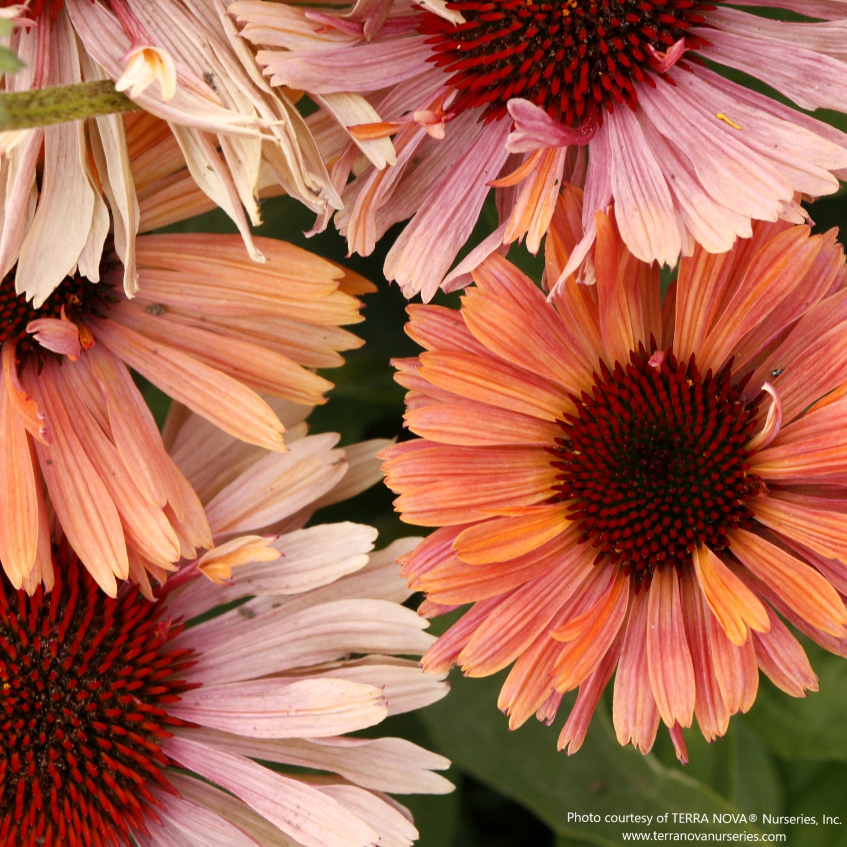 Almanac Planting Co: Cluster of Echinacea FRESCO™ ‘Apricot’ flowers in full bloom, highlighting warm coloration and tidy, vertical growth.
