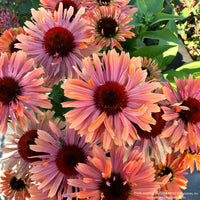 Almanac Planting Co: Apricot-colored coneflower blooms of Echinacea FRESCO™ ‘Apricot’, attractive to pollinators in a perennial garden.
