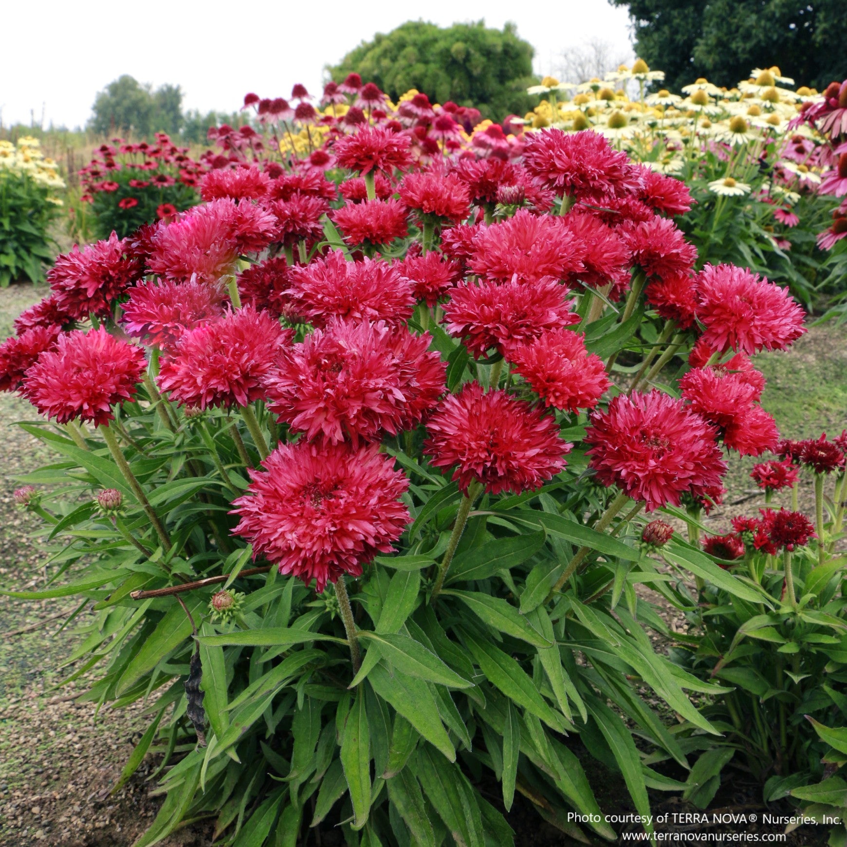 Almanac Planting Co: Echinacea ‘Fringe Festival’ in bloom, featuring fully double, fringed pink flowers and a compact, mounded growth habit in a garden setting.