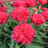 Almanac Planting Co: Close-up of Echinacea ‘Fringe Festival’ blooms, showing layered, fringed pink petals and dense flower form.