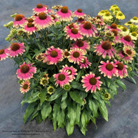 Almanac Planting Co: Showcase of a tidy Echinacea KISMET® Pink Lemonade mound covered in bright blooms. This dwarf perennial is ideal for gardeners seeking low-maintenance color and structure. Great for sunny spots, raised beds, and curb appeal.