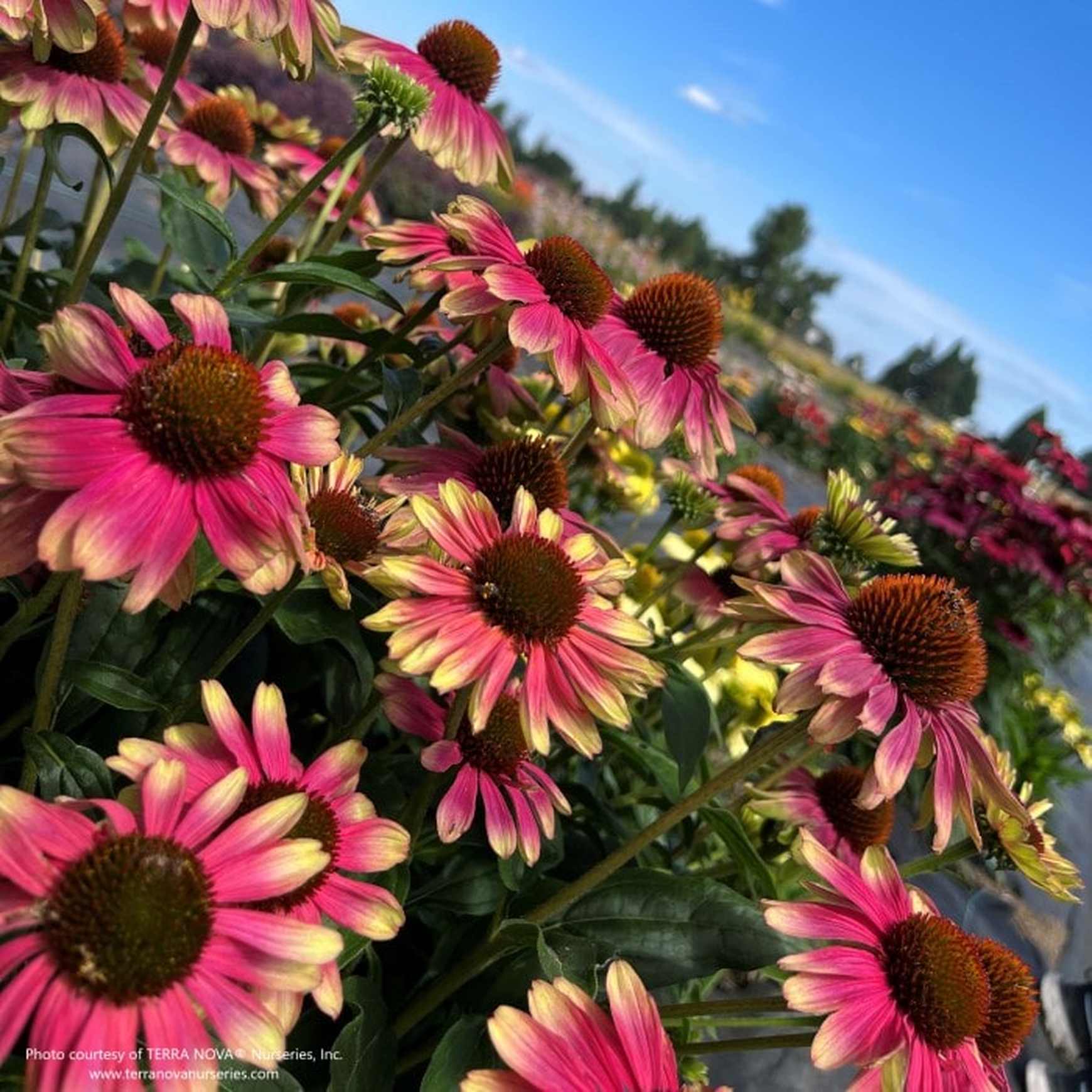 Almanac Planting Co: A cheerful summer scene bursting with Echinacea KISMET® Pink Lemonade in full bloom. These compact coneflowers bring glowing pink and yellow petals to garden borders, containers, or pollinator beds—perfect for butterflies and cut flowers.